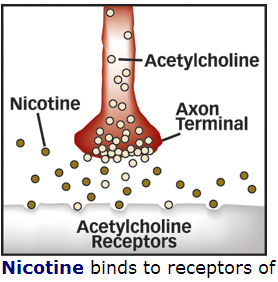 nicotine tobacco acetylcholine
