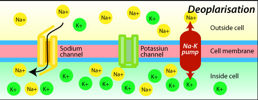 k channel 99 sodium